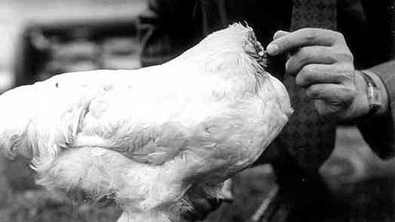 La milagrosa historia del pollo que vivió año y medio sin cabeza