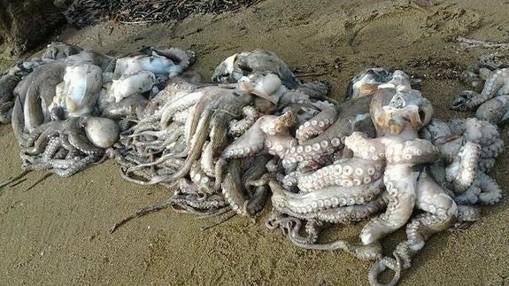 Encuentran 500 kilos de pulpos muertos en la playa de Getxo