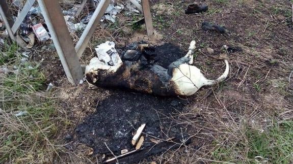 Investigan la muerte de un perro hallado semicalcinado en Puertollano