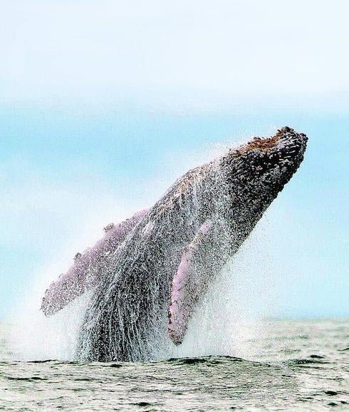 El descanso del gran leviatán