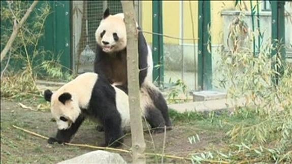 Insólito apareamiento de dos pandas en el zoo de Viena