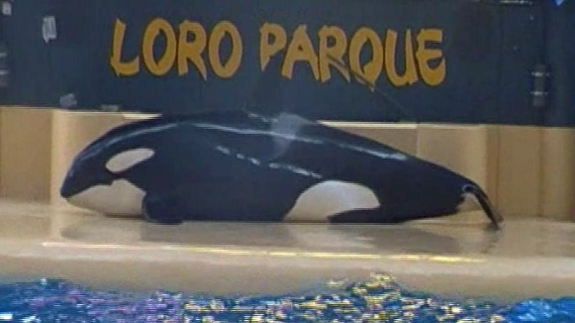 ¿Ha intentado suicidarse Morgan, una de las orcas del Loro Parque?