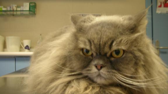 Los gatos entienden algunas leyes de la Física