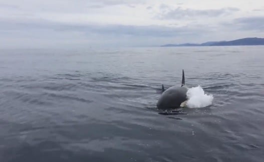 Una familia de orcas, de paseo por aguas vascas