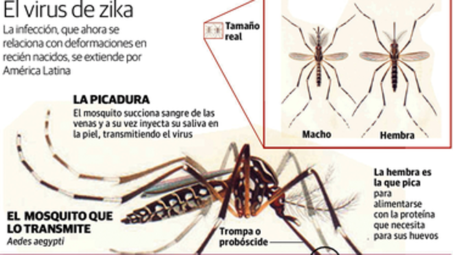 Detectado un segundo caso de zika en Euskadi