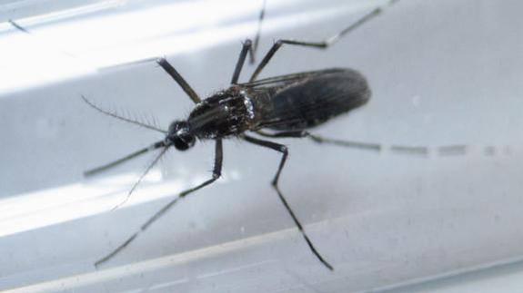 Confirmado el tercer caso de zika en Euskadi