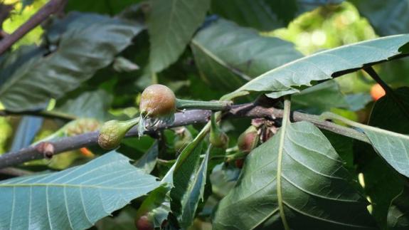 La avispilla del castaño, otro quebradero de cabeza