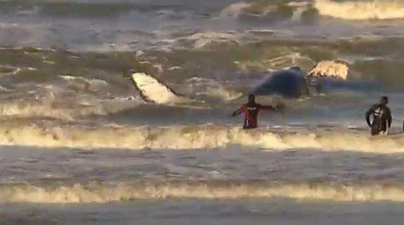 Rescatan a una ballena jorobada que se quedó encallada en la costa de Argentina