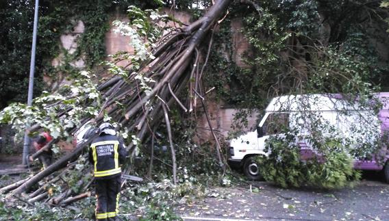Árbol caído en el Paseo Lazkano