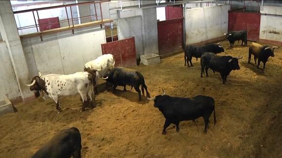 Los primeros toros ya están en Illunbe