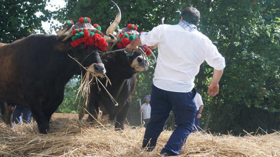 Tres meses de cárcel para el dueño de los bueyes que murieron por dopaje en Bizkaia