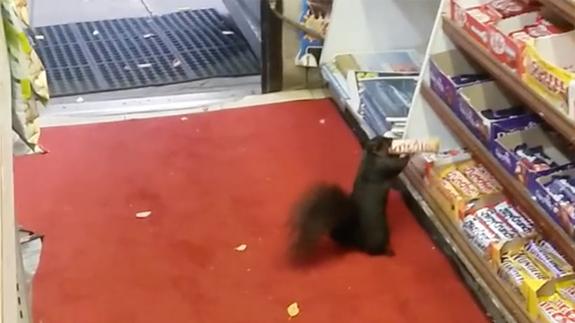 Las ardillas ladronas de chocolatinas