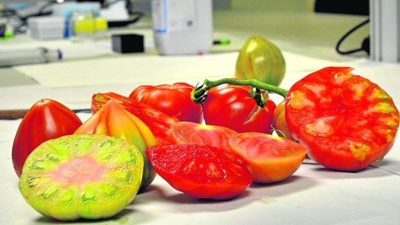 Los tomates sabrán como antes... en cuatro o cinco años
