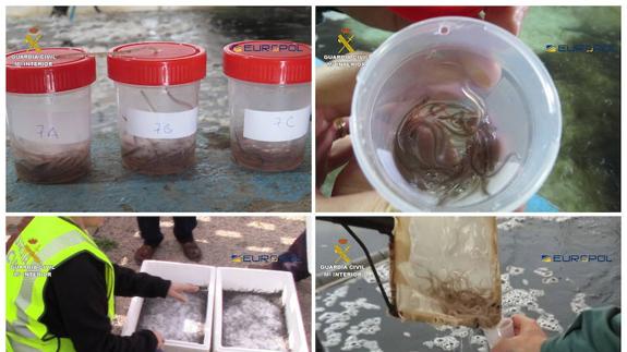 Cae la mayor red internacional de tráfico de angulas a China