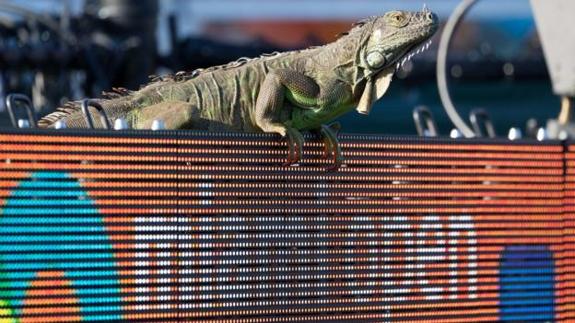 Una iguana obliga a suspender un partido del Masters 1000 de Miami