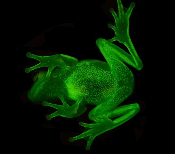 Hallan ranas fluorescentes en Argentina