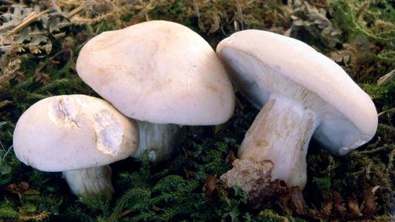 La ziza vuelve por abril