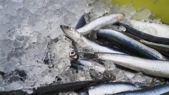 Azti calcurará la biomasa de anchoa en el Golfo de Bizkaia