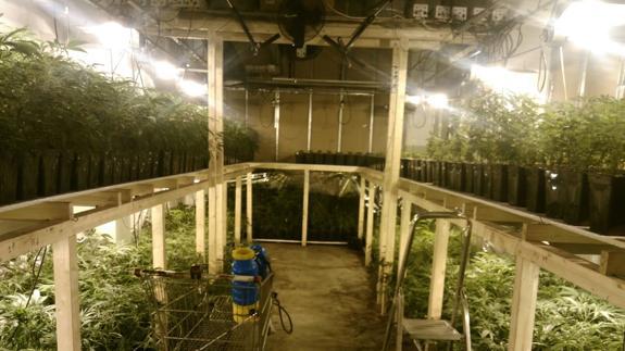 La Ertzaintza se incauta de cerca de 14.000 plantas de marihuana en un pabellón de Elgoibar