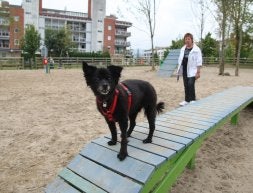 juegos para perros en parques